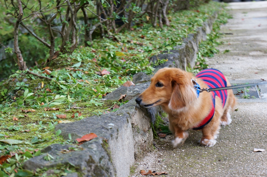 熊本城野鳥園でそらくん散歩