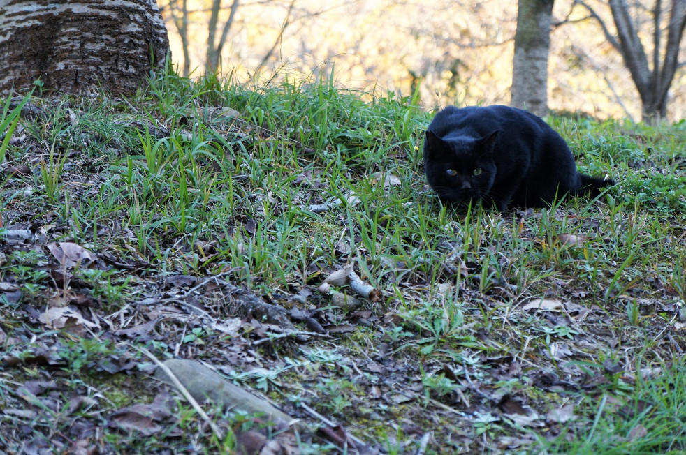 立岡自然公園　黒猫