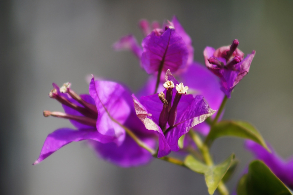 スパ・タラソ天草　紫の花