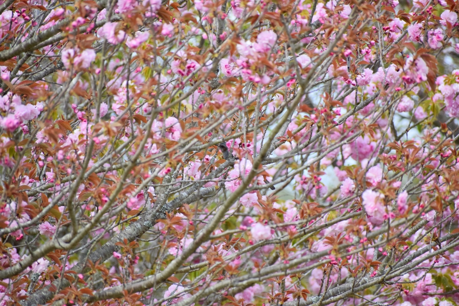 大津山公園　八重桜
