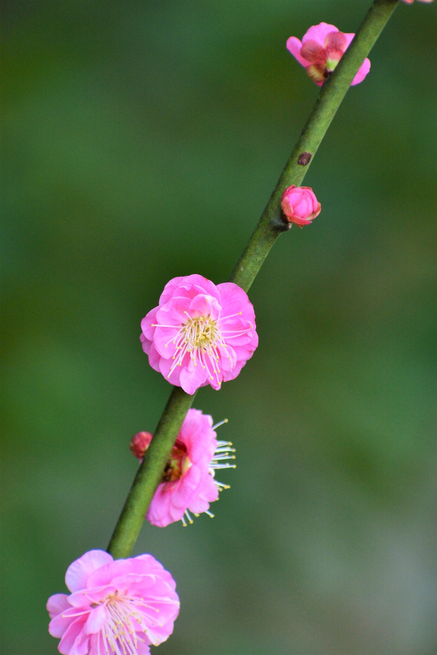高橋稲荷神社　梅の花