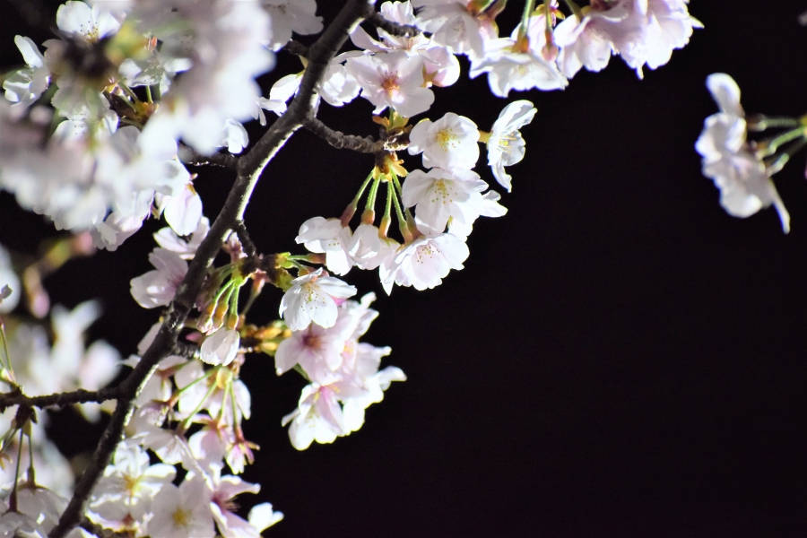 熊本城　夜桜