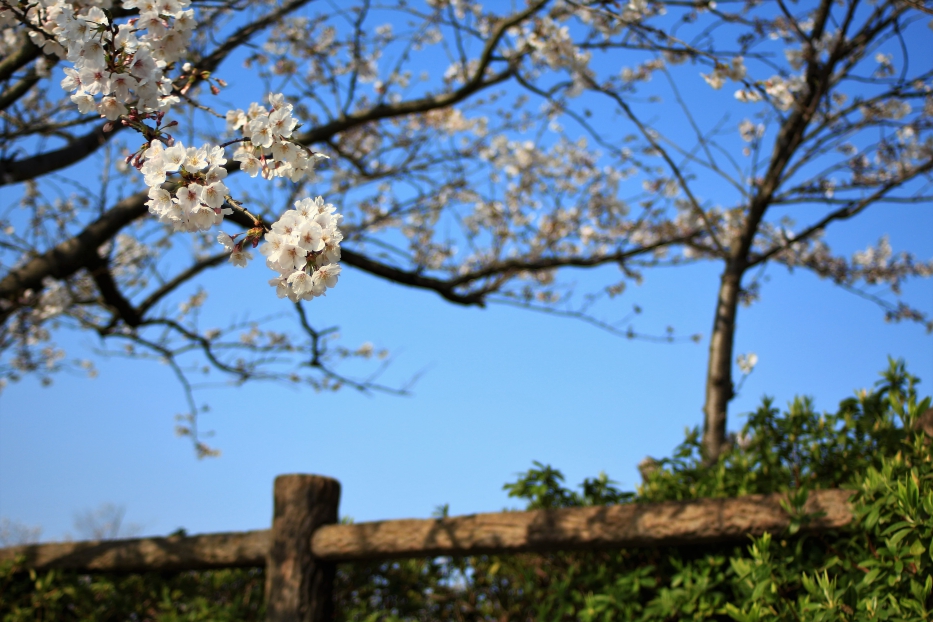 御立岬公園　桜