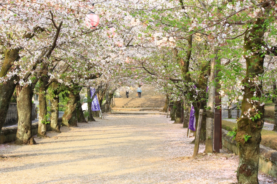 菊池神社　桜のトンネル