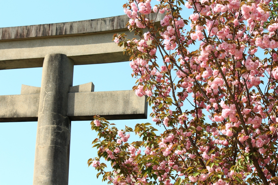 熊本県護国神社　八重桜