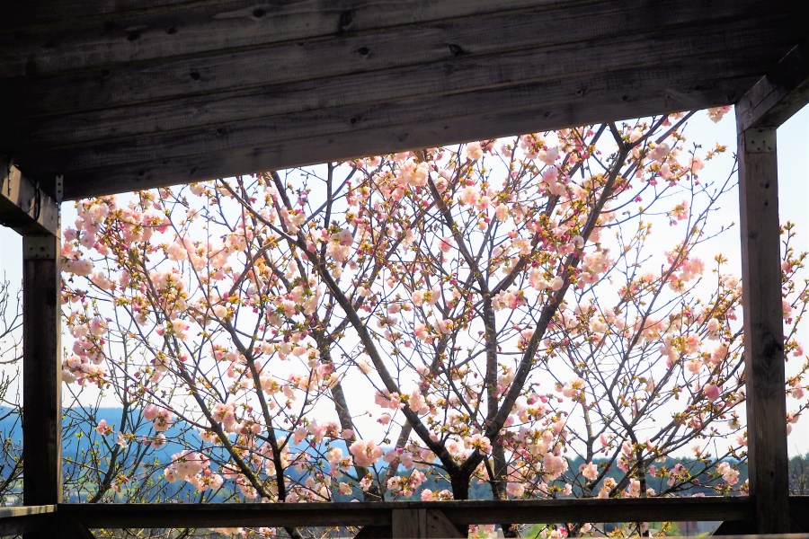 阿蘇マロンの樹さんの桜